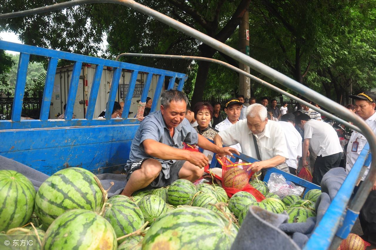 中牟西瓜最新收购价格,中牟西瓜现时采购价