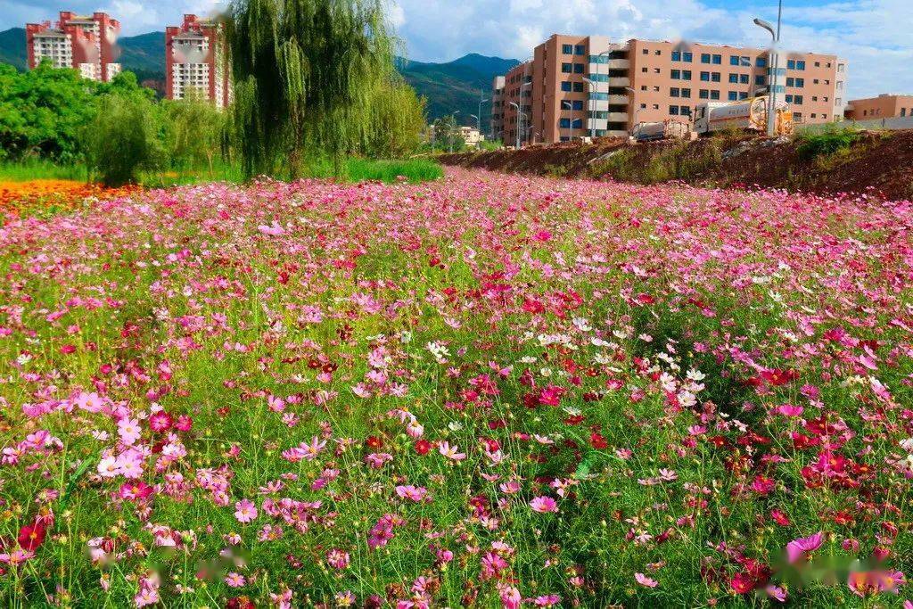 绽放新颜·松雅湖花海盛景再现