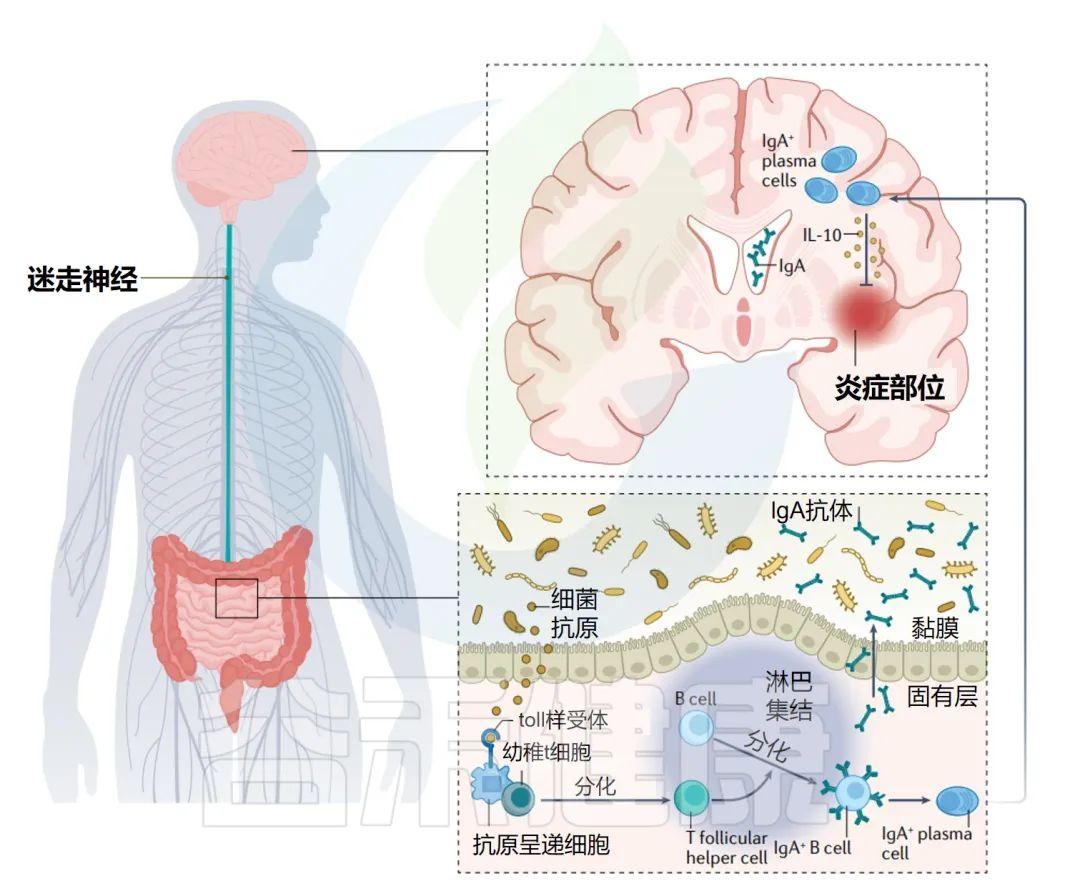 揭秘多发性硬化症治疗领域前沿：最新特效药物大盘点